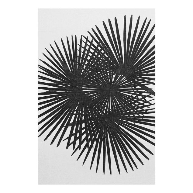 Glasbilder Palmenfarne in Schwarz-Weiß