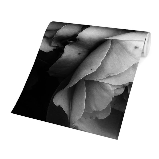 Fototapete schwarz Pfingstrosen vor Schwarz Shabby Schwarz-Weiß