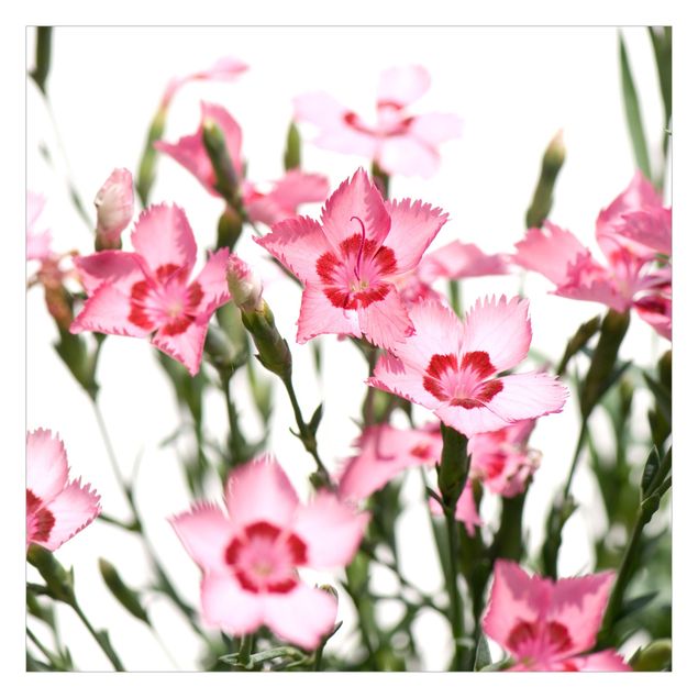 Fototapete - Pink Flowers