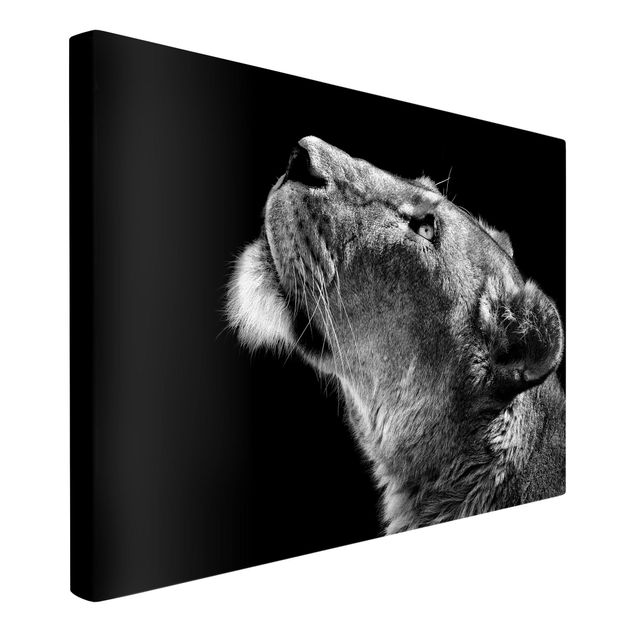 Leinwandbilder Schwarz-Weiß Portrait einer Löwin