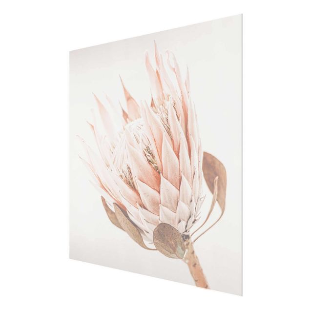 Glasbild - Protea Königin der Blüten - Quadrat