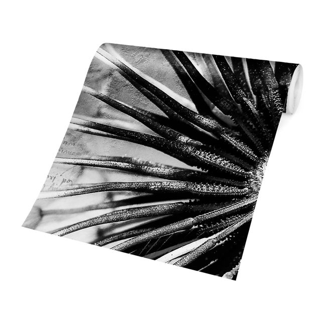 Fototapete schwarz Pusteblume Schwarz & Weiß