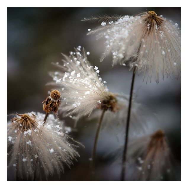Fototapete Design Pusteblumen mit Schneeflocken