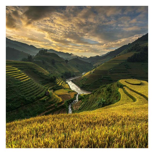 Fototapete Design Reisplantagen in Vietnam
