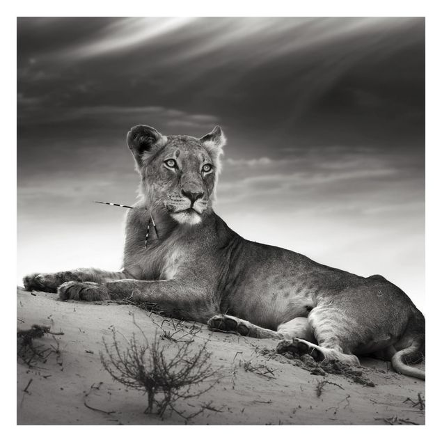 Schöne Fototapete Resting Lion