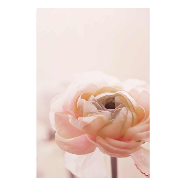 Bilder auf Glas Rosa Blüte im Fokus