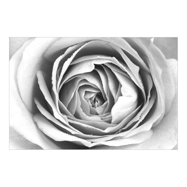 Schwarze Tapeten Rosa Rosenblüte Schwarz-Weiß