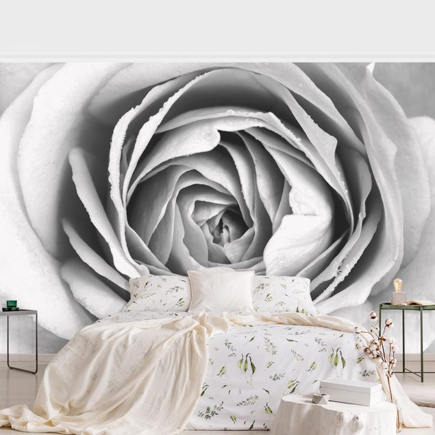 Tapete Blumen Rosa Rosenblüte Schwarz-Weiß