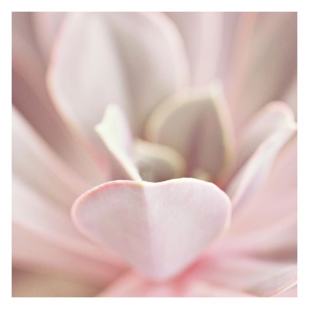Schöne Fototapete Rosane Sukkulentenblüte