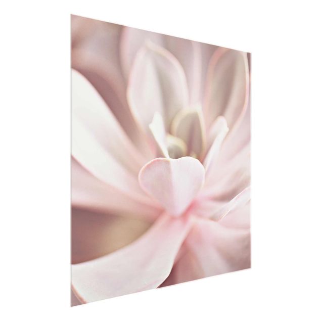 Glasbild - Rosane Sukkulentenblüte - Quadrat