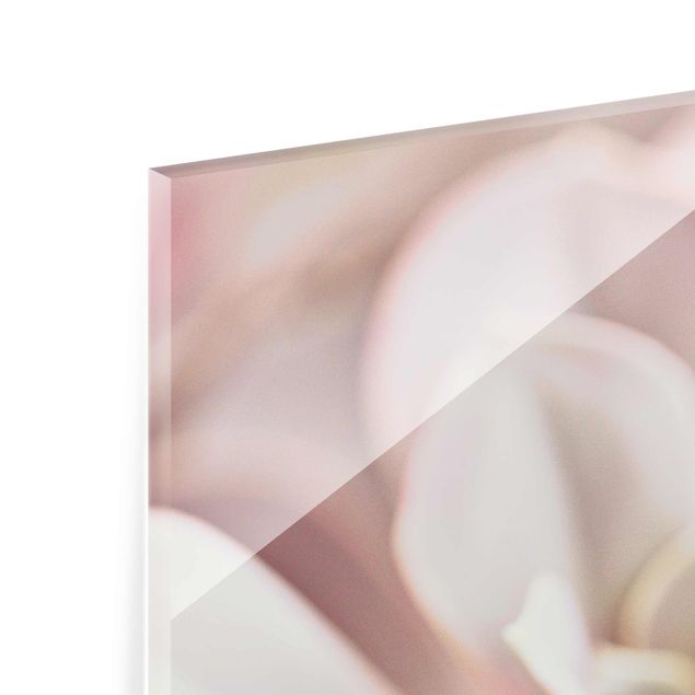 Glasbild - Rosane Sukkulentenblüte - Hochformat