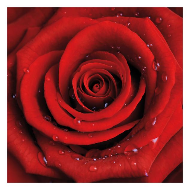 Fototapete Design Rote Rose mit Wassertropfen