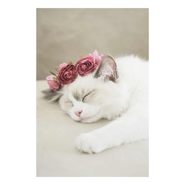 Glasbilder Tiere Schlafende Katze mit Rosen