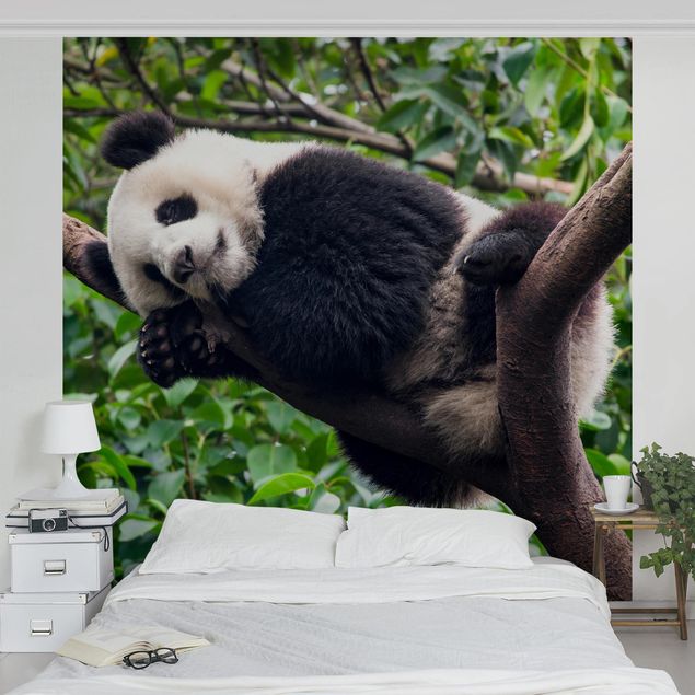 Fototapete Dschungel Schlafender Panda auf Ast