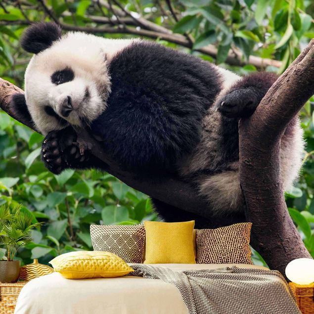Wandtapete Baum Schlafender Panda auf Ast