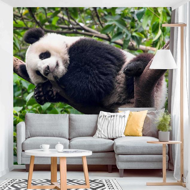 Tapete Natur Schlafender Panda auf Ast
