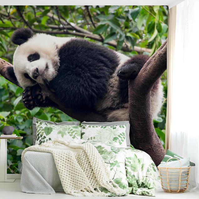 Moderne Tapeten Schlafender Panda auf Ast
