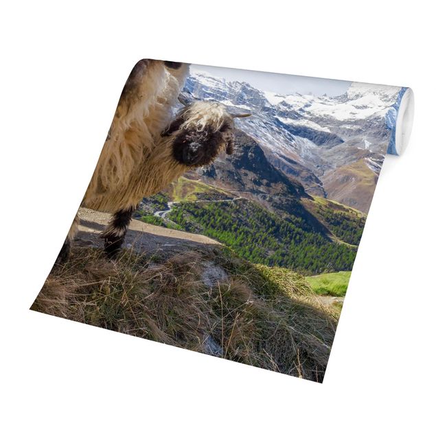 Blaue Tapeten Schwarznasenschafe von Zermatt