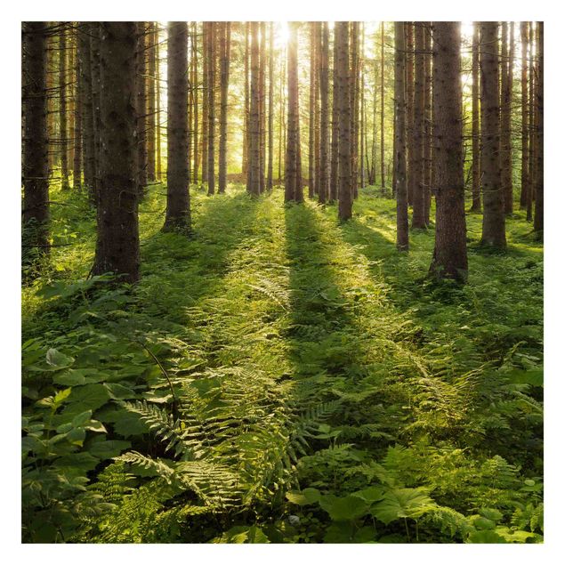 Fototapete Sonnenstrahlen in grünem Wald