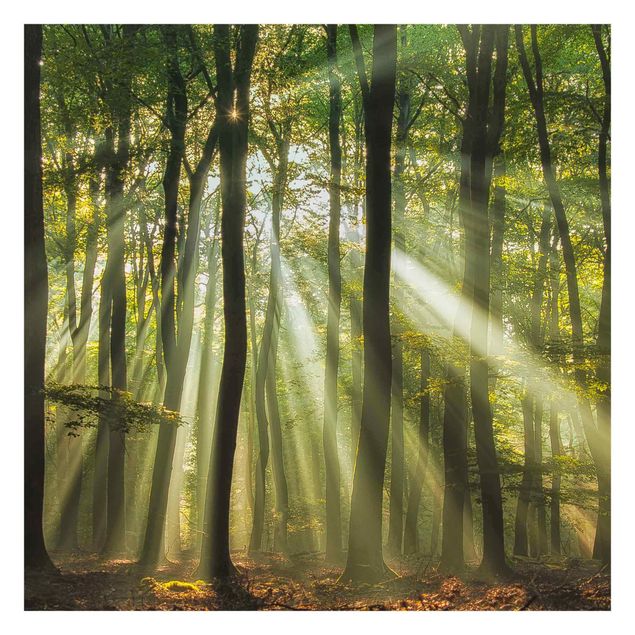 Fototapeten Sonnentag im Wald