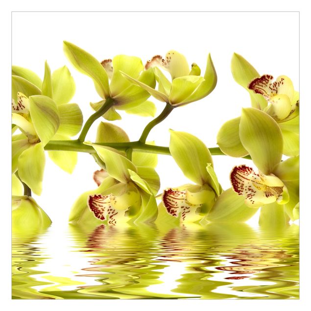 Fototapeten Splendid Orchid Waters