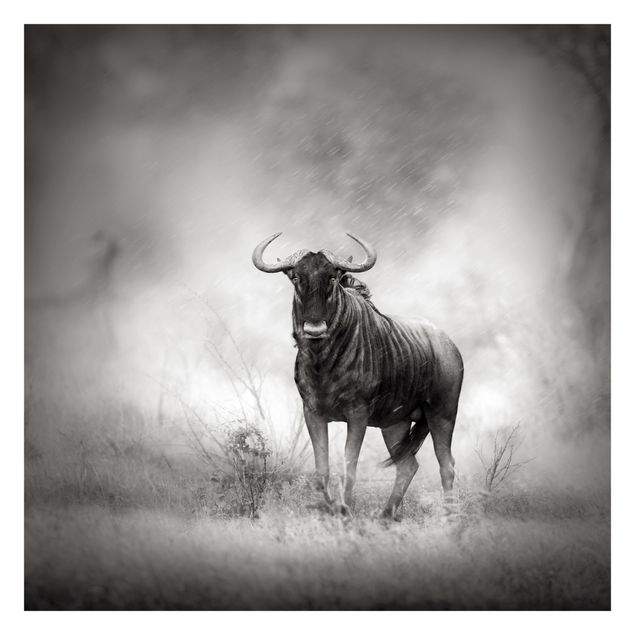 Fototapete - Staring Wildebeest
