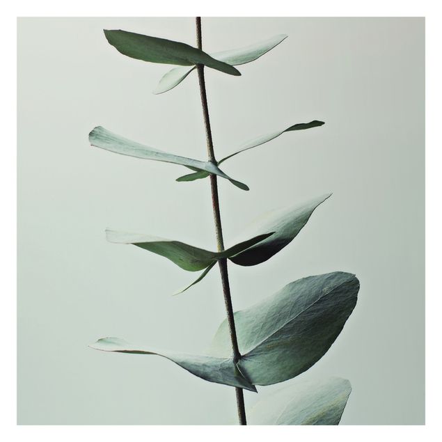 Fototapete Design Symmetrischer Eukalyptuszweig