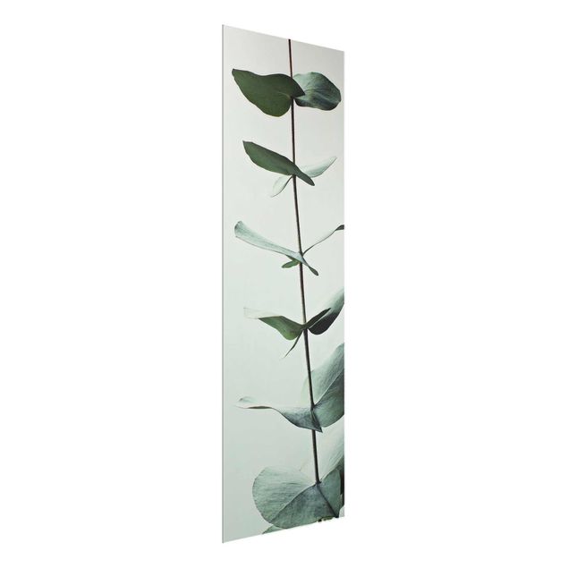 Grüne Glasbilder Symmetrischer Eukalyptuszweig