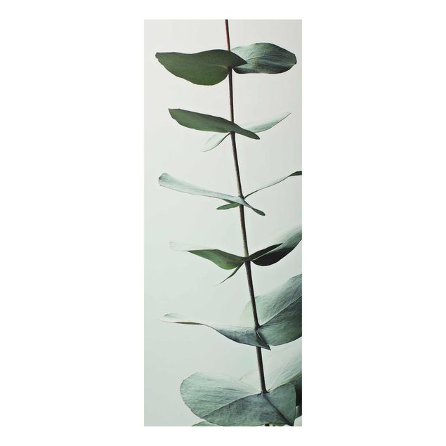 Schöne Wandbilder Symmetrischer Eukalyptuszweig