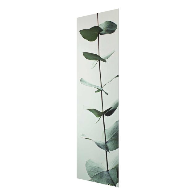 Bilder auf Glas Symmetrischer Eukalyptuszweig