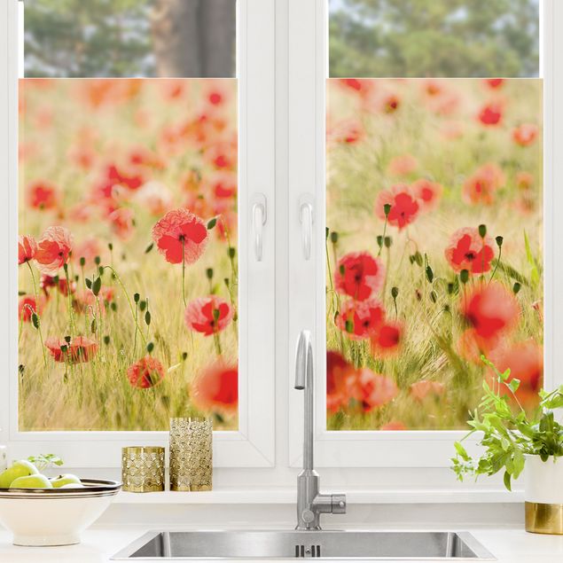 Blumen Fensterbilder Summer Poppies