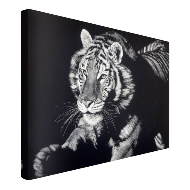 Wandbilder Tiger Tiger im Sonnenlicht vor Schwarz