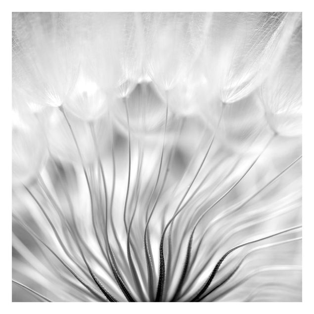 Weiße Tapeten Traumhafte Pusteblume Schwarz-Weiß