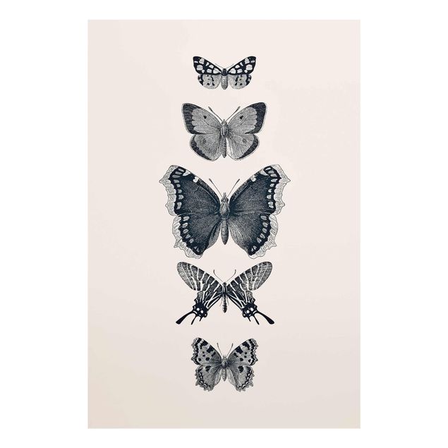 Glasbilder Tusche Schmetterlinge auf Beige