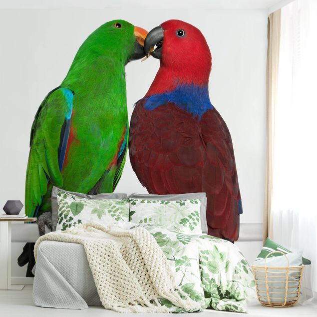 Fototapete Vögel Verliebte Papageien