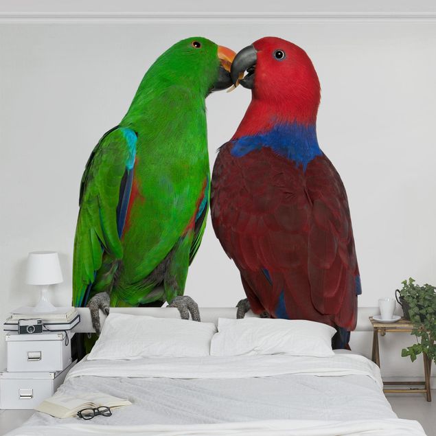 Tapeten modern Verliebte Papageien