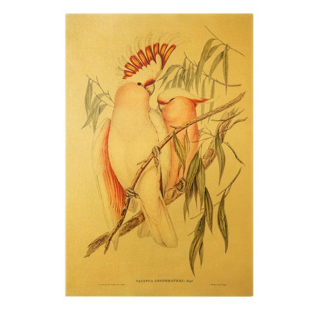 Leinwand Kunstdruck Vintage Illustration Rosa Kakadu