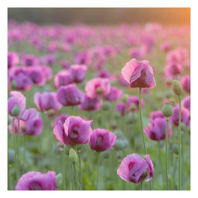 Schöne Fototapete Violette Schlafmohn Blumenwiese im Frühling