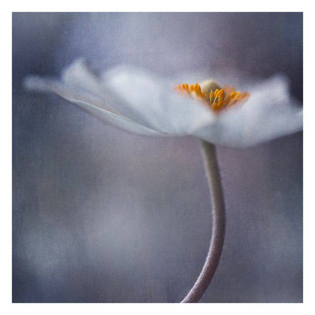 Fototapete Weiße Anemonenblüte