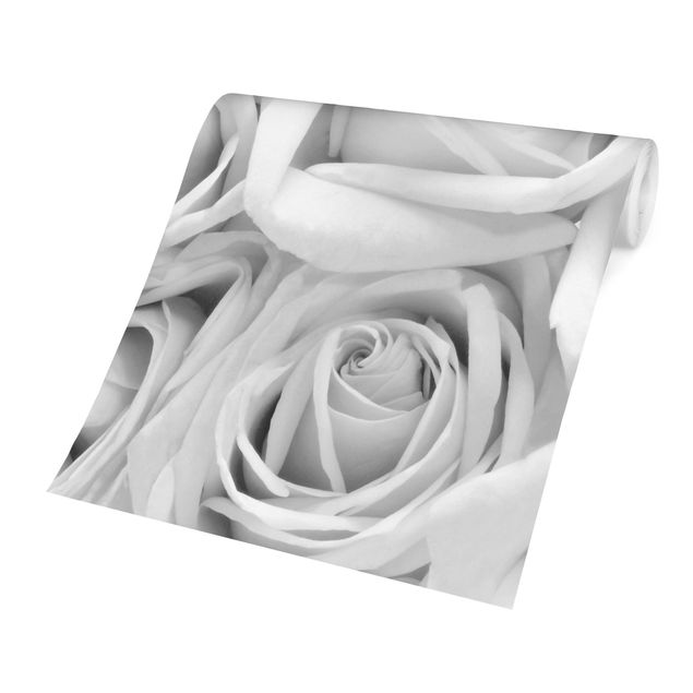 Tapeten modern Weiße Rosen Schwarz-Weiß