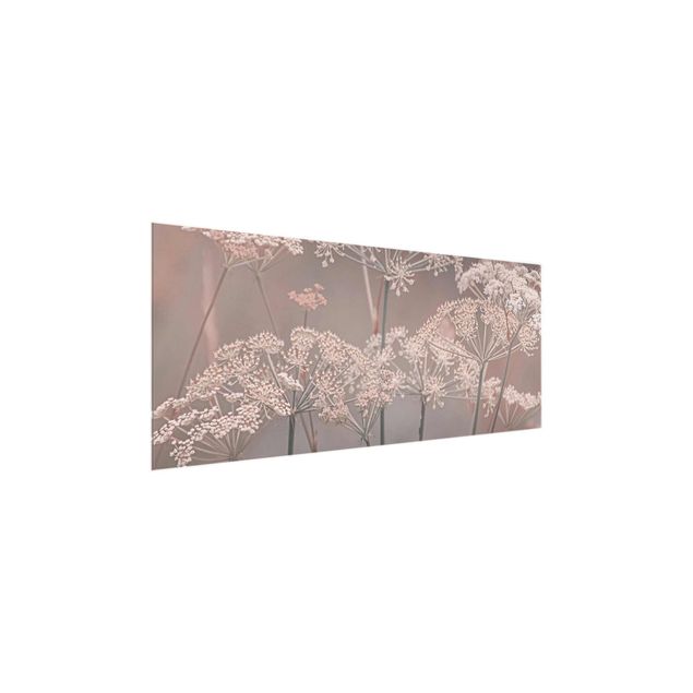 Wandbilder Wilde Doldenblüten