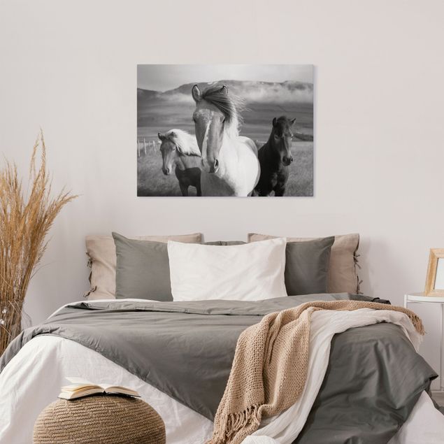 Wandbilder Tiere Wildpferde Schwarz-Weiß