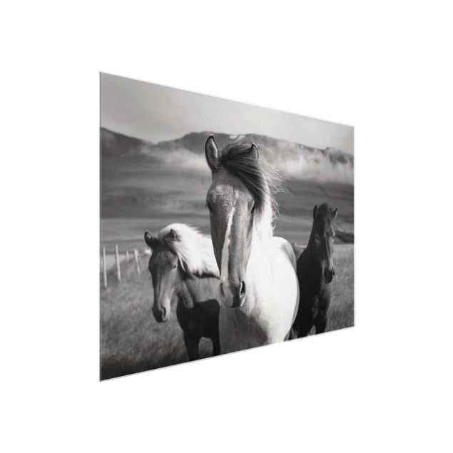 Glasbilder Tiere Wildpferde Schwarz-Weiß