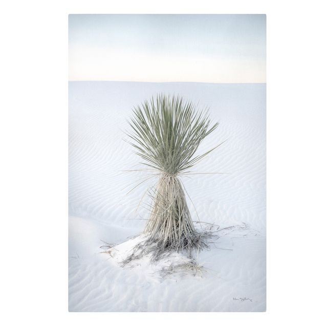 Wandbilder Yucca Palme in weißem Sand