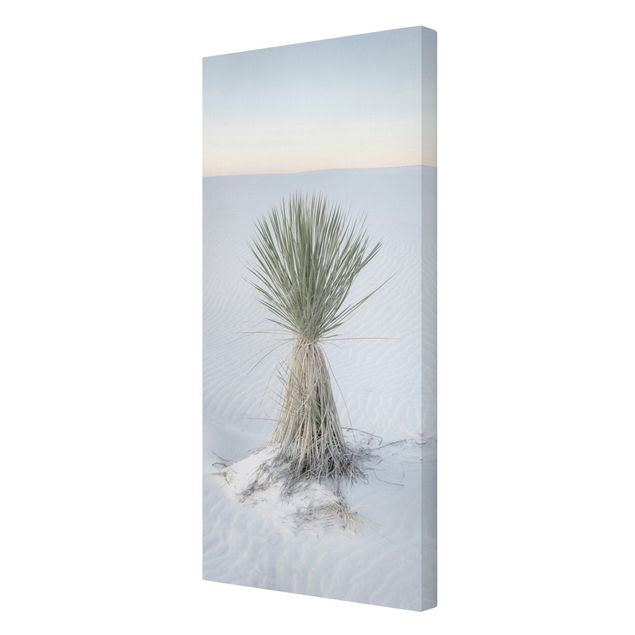 Schöne Leinwandbilder Yucca Palme in weißem Sand
