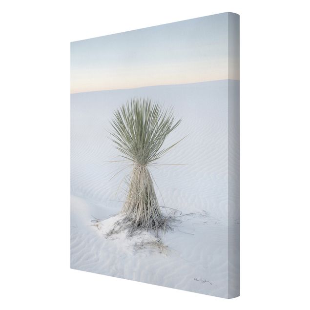 Leinwandbilder Yucca Palme in weißem Sand