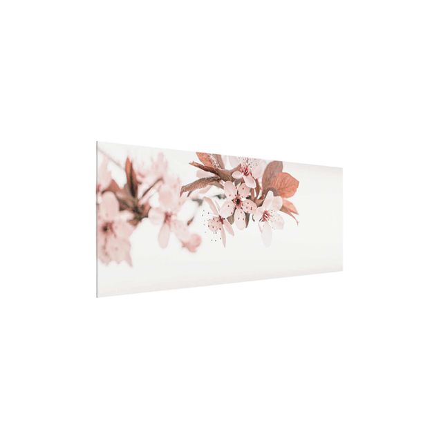 Wandbilder Zarte Kirschblüten am Zweig