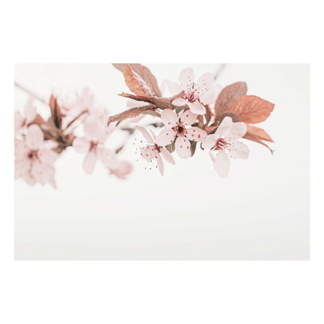 Bilder auf Glas Zarte Kirschblüten am Zweig