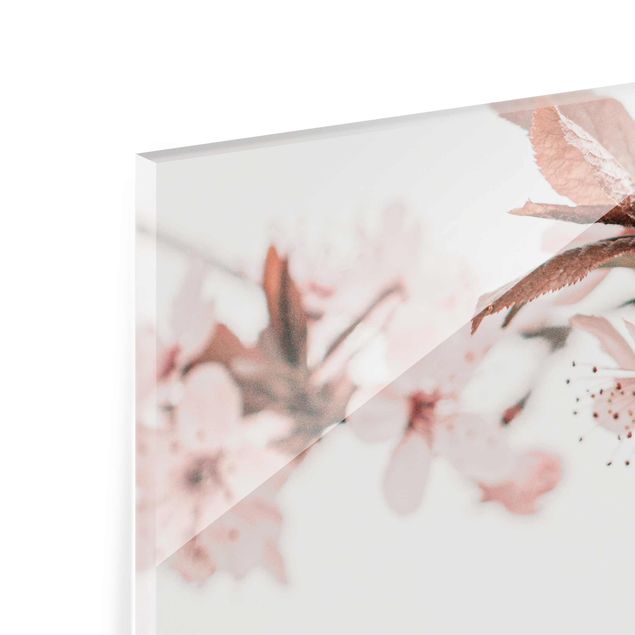 Glasbild - Zarte Kirschblüten am Zweig - Querformat