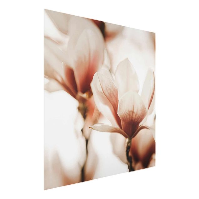 Bilder für die Wand Zarte Magnolienblüten im Lichtspiel